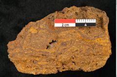 Foto (Detailansicht) von Plantae indet.  (NHMW-GEO-2024-0188-10395)